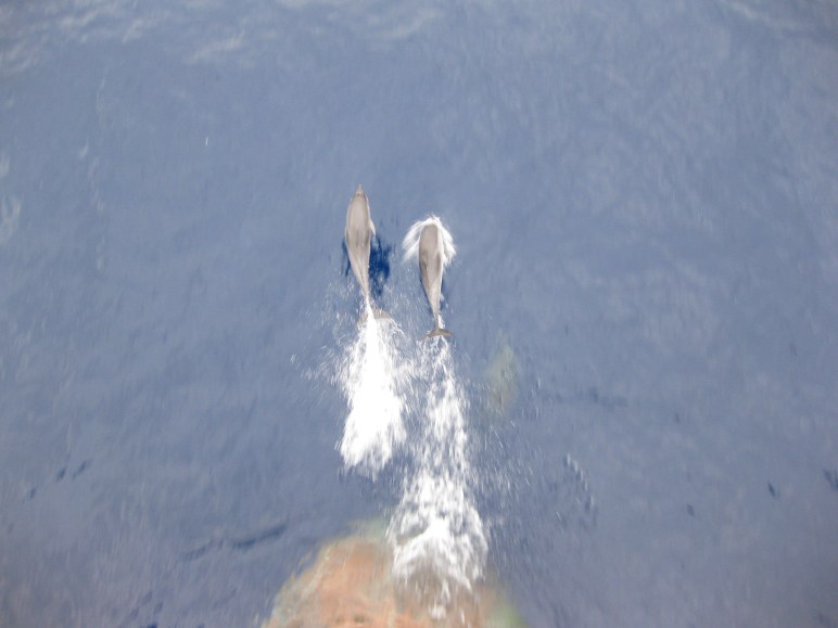 Delfines nadando justo a proa del Lola en una placida mañana de octubre.