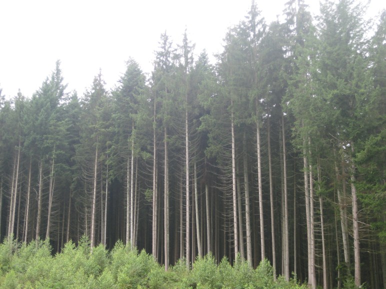 Los verdes y altísimos árboles de las lindes del Bosque Negro, desde el Club de Caza local.